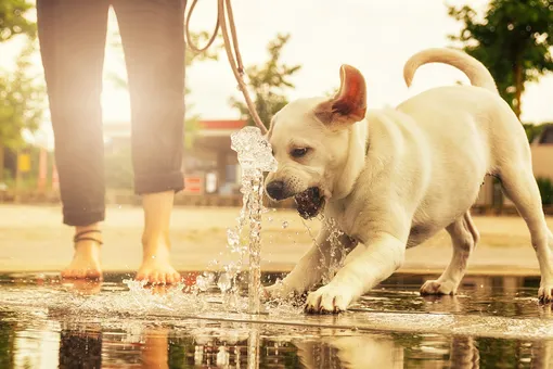 Забавный щенок не может понять, как пить воду (видео)