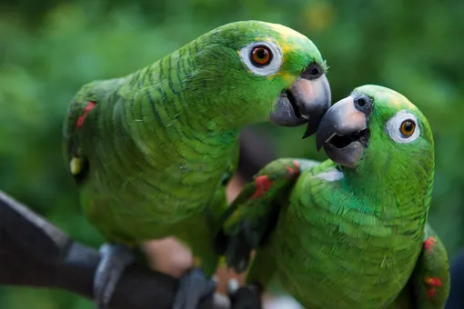 В США освободили 836 попугаев, которых держал в доме мужчина с «синдромом Ноя»