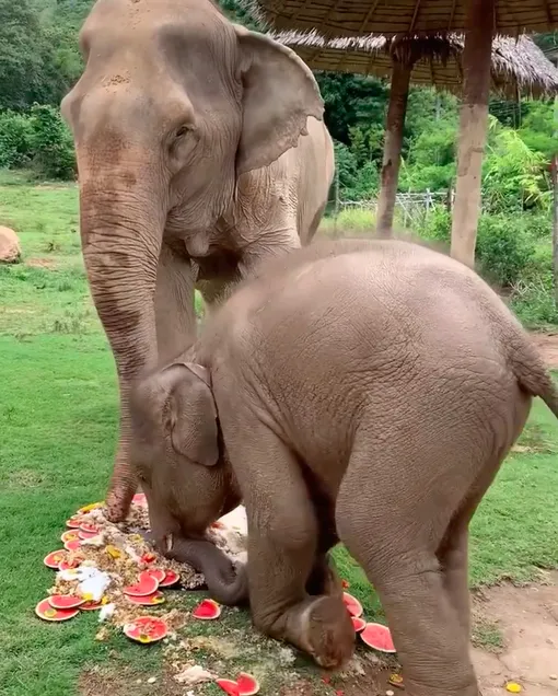 слоненок и слон
