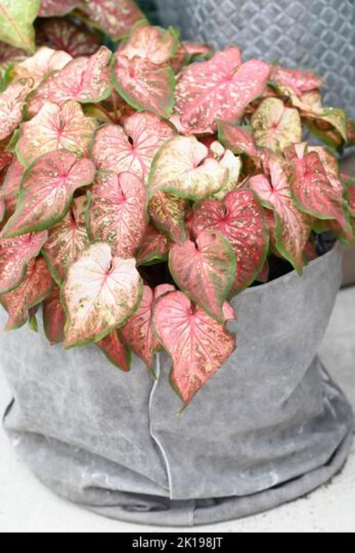 Caladium Bicolor