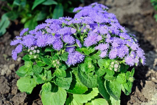 Агератум: необычное растение, цветущее всё лето до самых заморозков