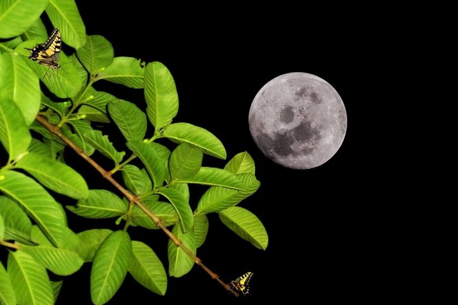 Лунный посевной календарь садовода и огородника на неделю с 15 по 21 августа 2022 года