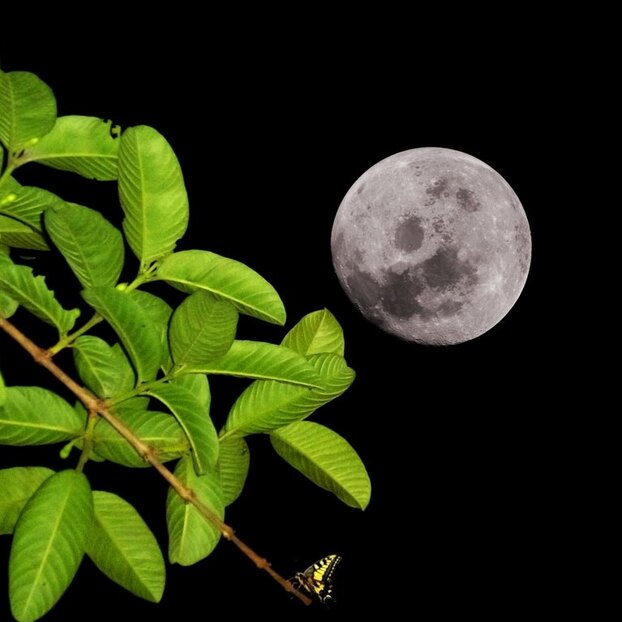 Лунный посевной календарь садовода и огородника на неделю с 15 по 21 августа 2022 года