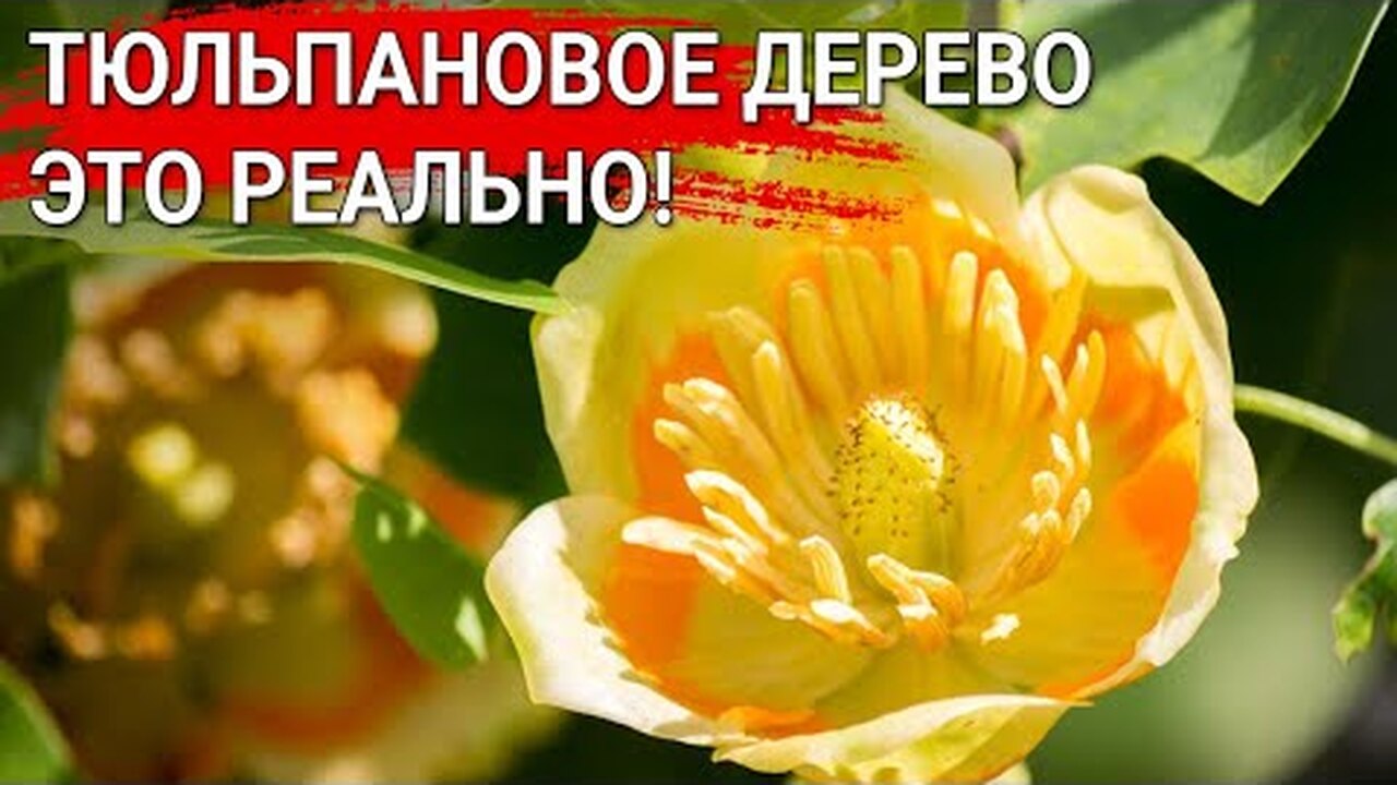 Нажми и смотри