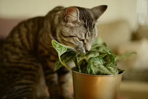 Если кошка ест цветы: 23 комнатных растения, которые безопасны для животных