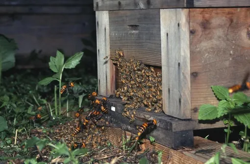 нападение шершней на пчел, шершни-убийцы