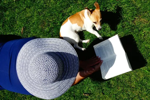 5 способов, как помочь собаке в жару
