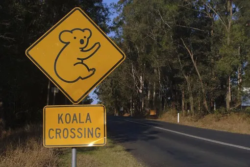 знак коала на дороге