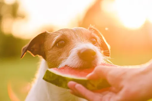 Собака ест арбуз