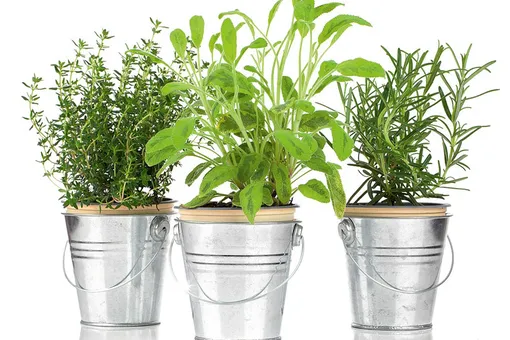 Огород на подоконнике: в чём польза зелени и секреты выращивания