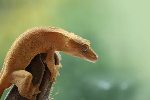 Реснитчатый геккон-бананоед