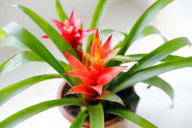 Bromeliad