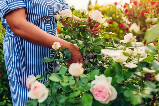 11 мифов о выращивании роз