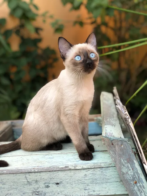 Кошки с голубыми глазами: сиамская кошка