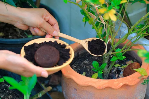 Как использовать кофейную гущу в качестве удобрения комнатных растений