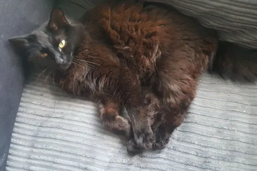 «Погибшая кошка», подаренная на помолвку, нашлась через 15 месяцев после пропажи