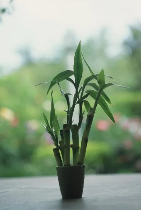 Зачем нужны комнатные растения, чем полезны для здоровья комнатные цветы: 10 причин