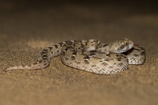 Змея песчаная эфа