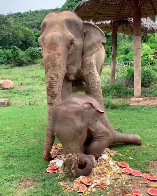 слоненок и слон