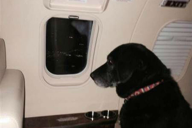 За старой собакой, от которой дважды отказались хозяева, прилетел персональный самолет
