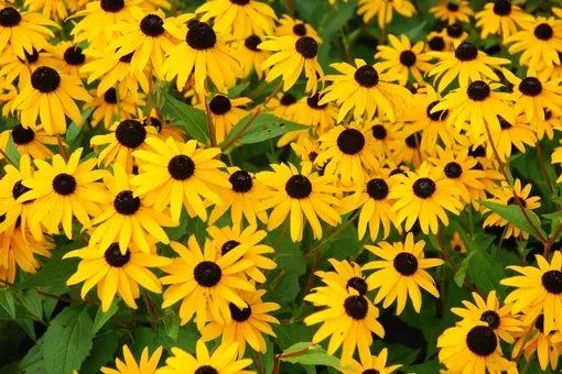 Невероятная красота: 10 цветов, которые цветут всё лето