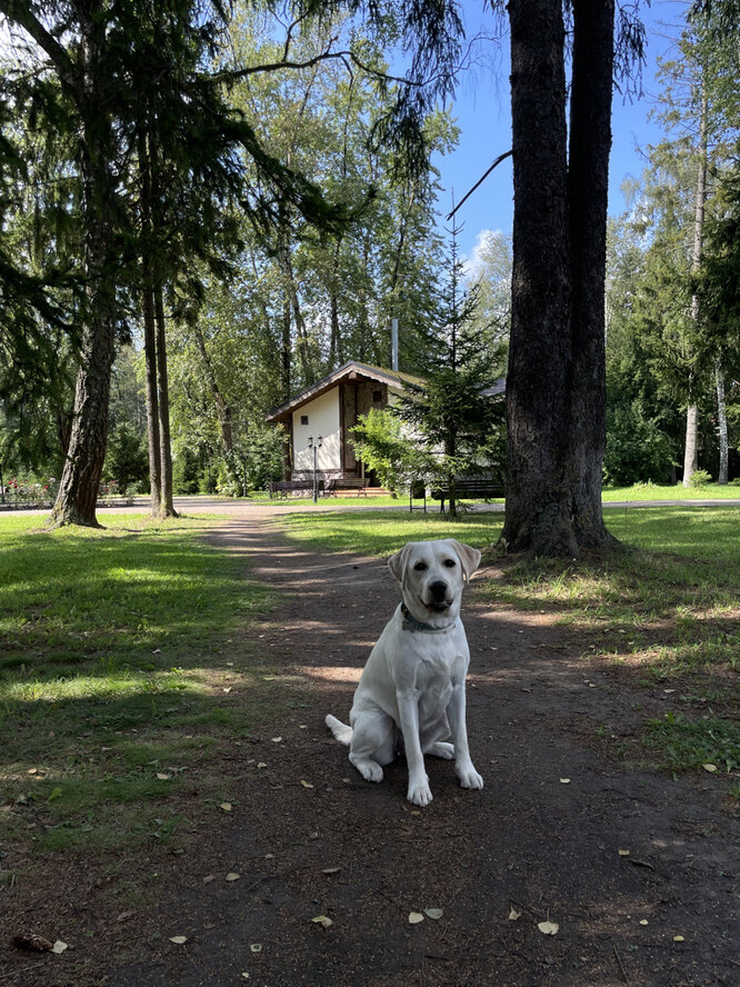 Как воспитывают собаку-поводыря, можно ли взять щенка напрокат ...