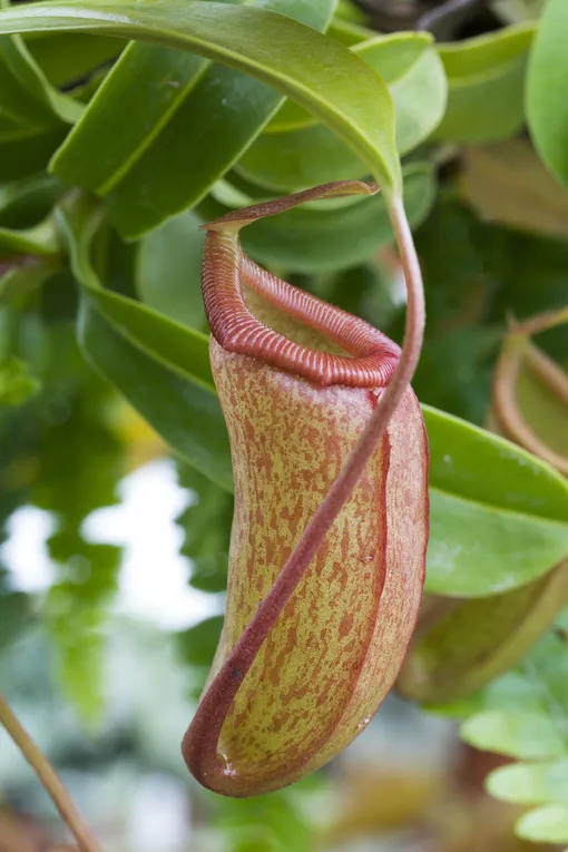 Nepenthes sanguinea (Сангвинея)