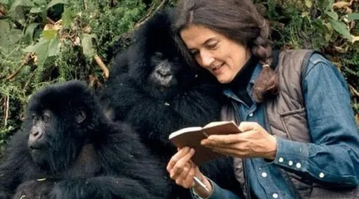 Дайан Фосси, отважная защитница горилл: судьба и гибель, фото, личная жизнь
