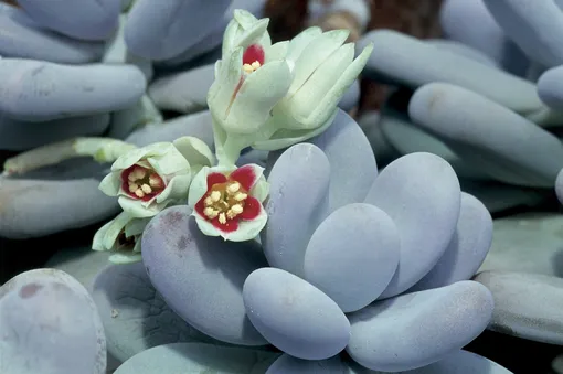 Пахифитум яйценосный цветет летом, если обеспечить ему подходящие условия