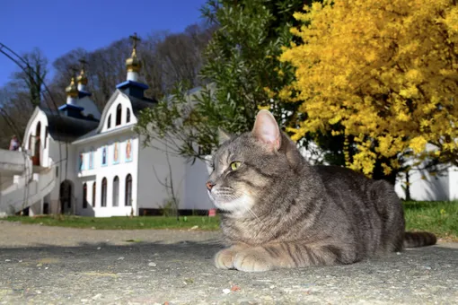 Почему кошек пускали в храмы на Руси, а собак — нет
