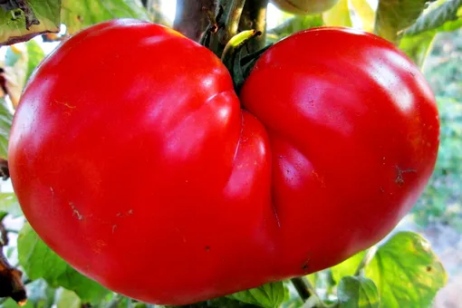 3 подкормки для крупных и мясистых томатов в августе, которые полностью заменят химические удобрения