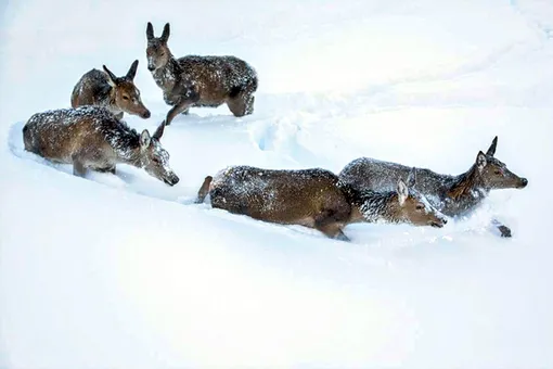 Соседи объединились, чтобы вытащить стадо оленей, застрявших в ледяной ловушке