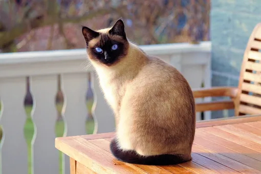 сиамская кошка, кошка смешно смотрит, кошка позирует, красивая кошка сидит на стуле
