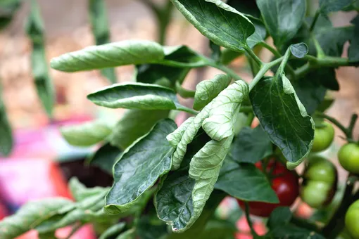 Листья у томатов могут скручиваться от бесконтрольного внесения удобрений
