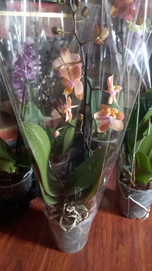 как распаковать орхидею фаленопсис