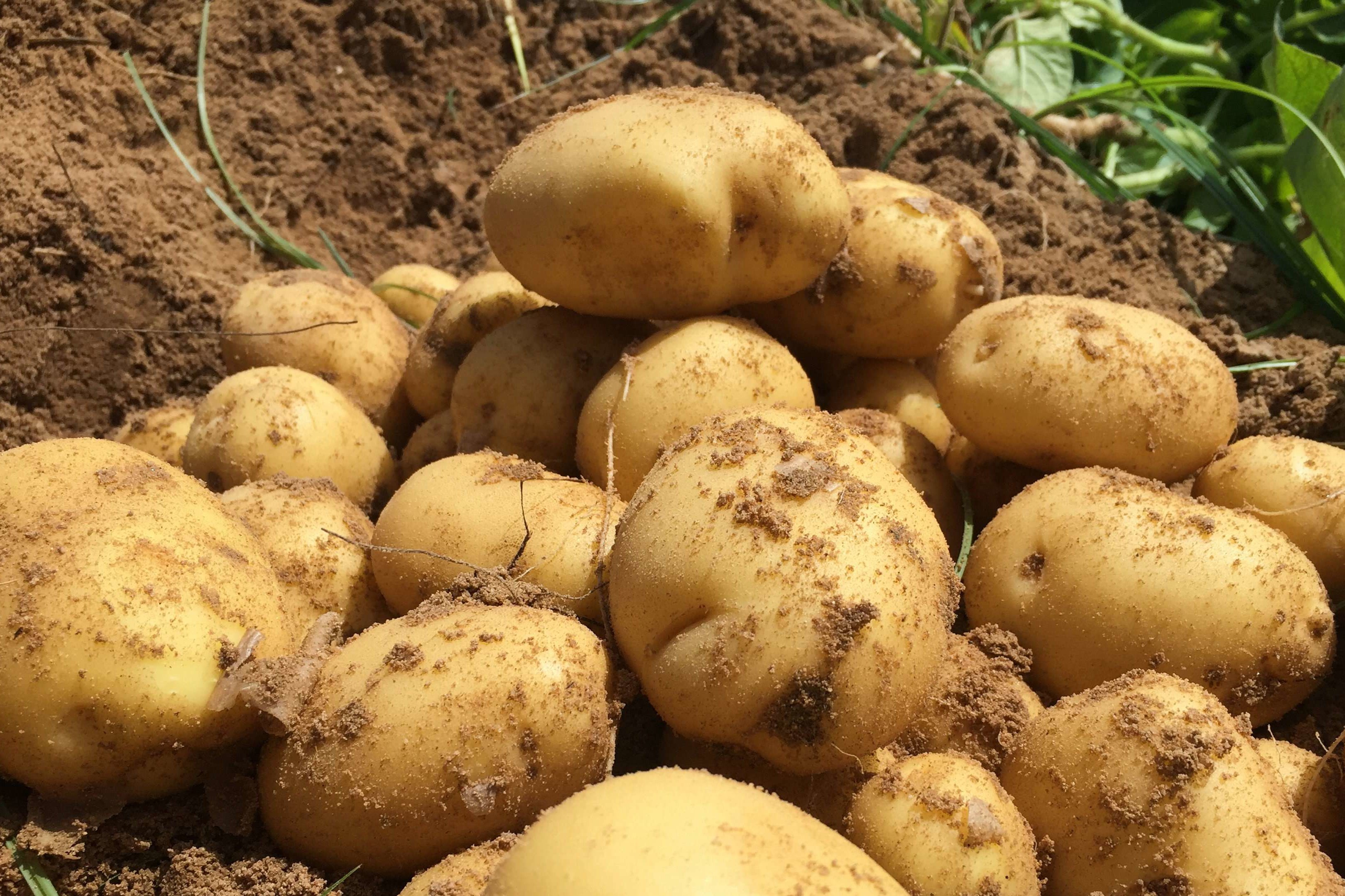 Картофель первого урожая. Урожай картофеля. Сельское хозяйство картошка. Поле картофеля. Сбор урожая картофеля.