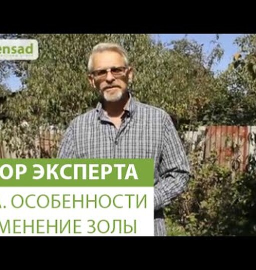 Морковь, клубника и&nbsp;ещё 8&nbsp;растений, которые обожают золу