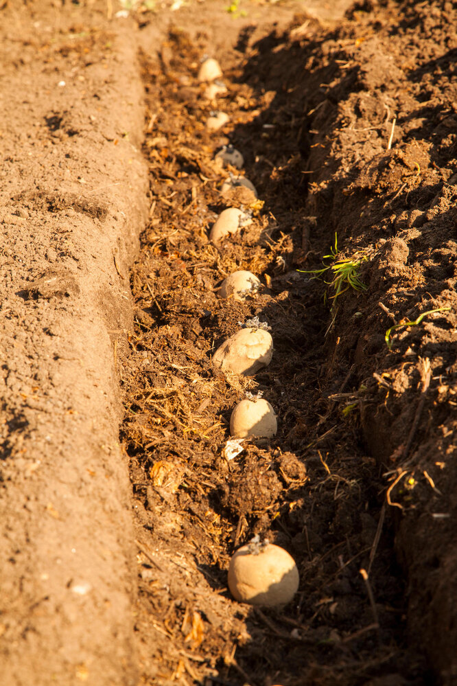 Выращивание картофеля на дачном участке: как правильно ухаживать закартошкой, особенности и технологии