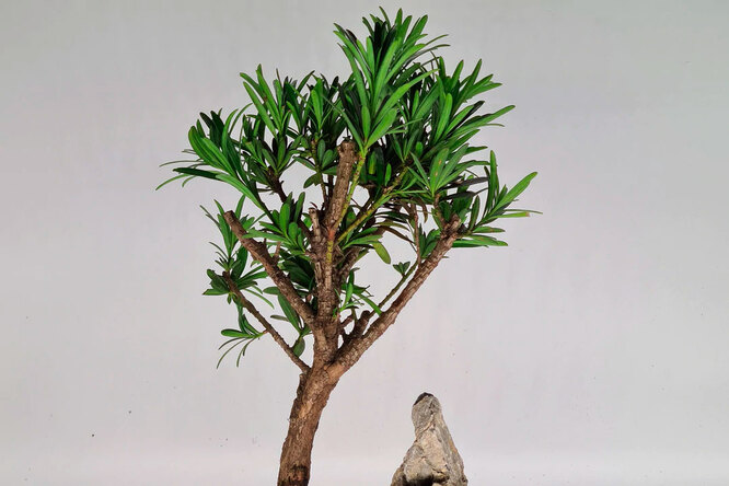 Bonsai podocarpus