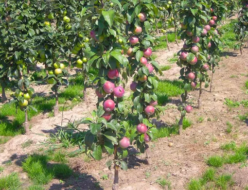 Выбираем время посадки колонновидной яблони