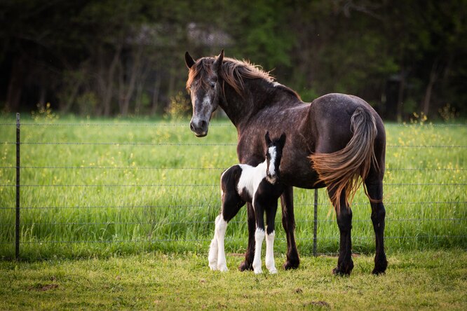 Жеребёнка, потерявшего мать, приняла лошадь с разбитым сердцем
