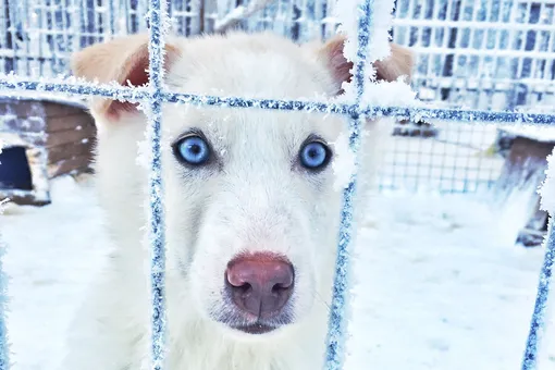 «Счёт шёл на часы»: жестокий хозяин оставил клетку с собакой на морозе