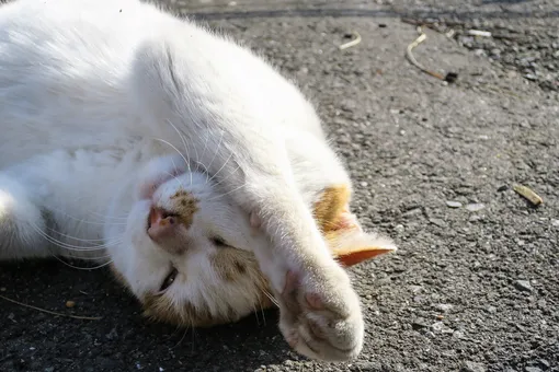 Уличный кот боялся людей и погибал от болезней — пока не нашёл своего человека