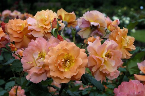 Канадская роза: описание, уход, выращивание, лучшие сорта