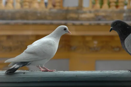 Как отпугнуть голубей от балкона или окна