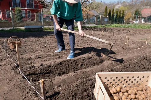 Траншейный способ посадки картофеля подходит для легких песчаных почв