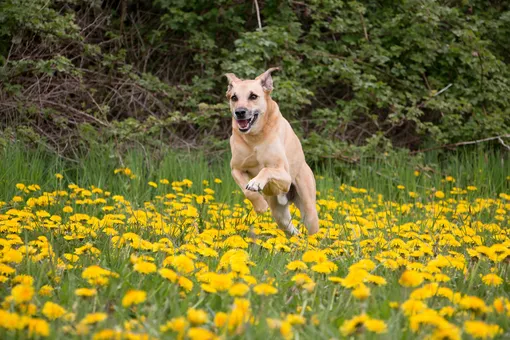 Счастлива ли ваша собака: 5 критериев для собаководов