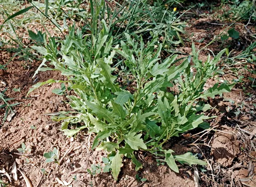 145416963b4e29a0080c280e61ea58f5_cropped_510x373