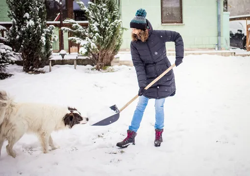лопата собака снег