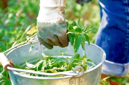 ТОП-4 самых сильных «народных» средств для борьбы с вредителями и болезнями в саду и огороде